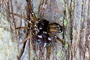Decorative Crab Spider (Tharpyna decorata)